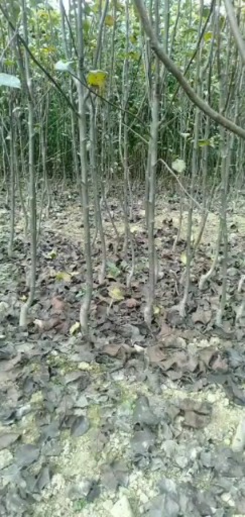 精品泡桐树苗批发基地2-6公分规格不等，价格不同。