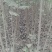 精品泡桐树苗批发基地2-6公分规格不等，价格不同。