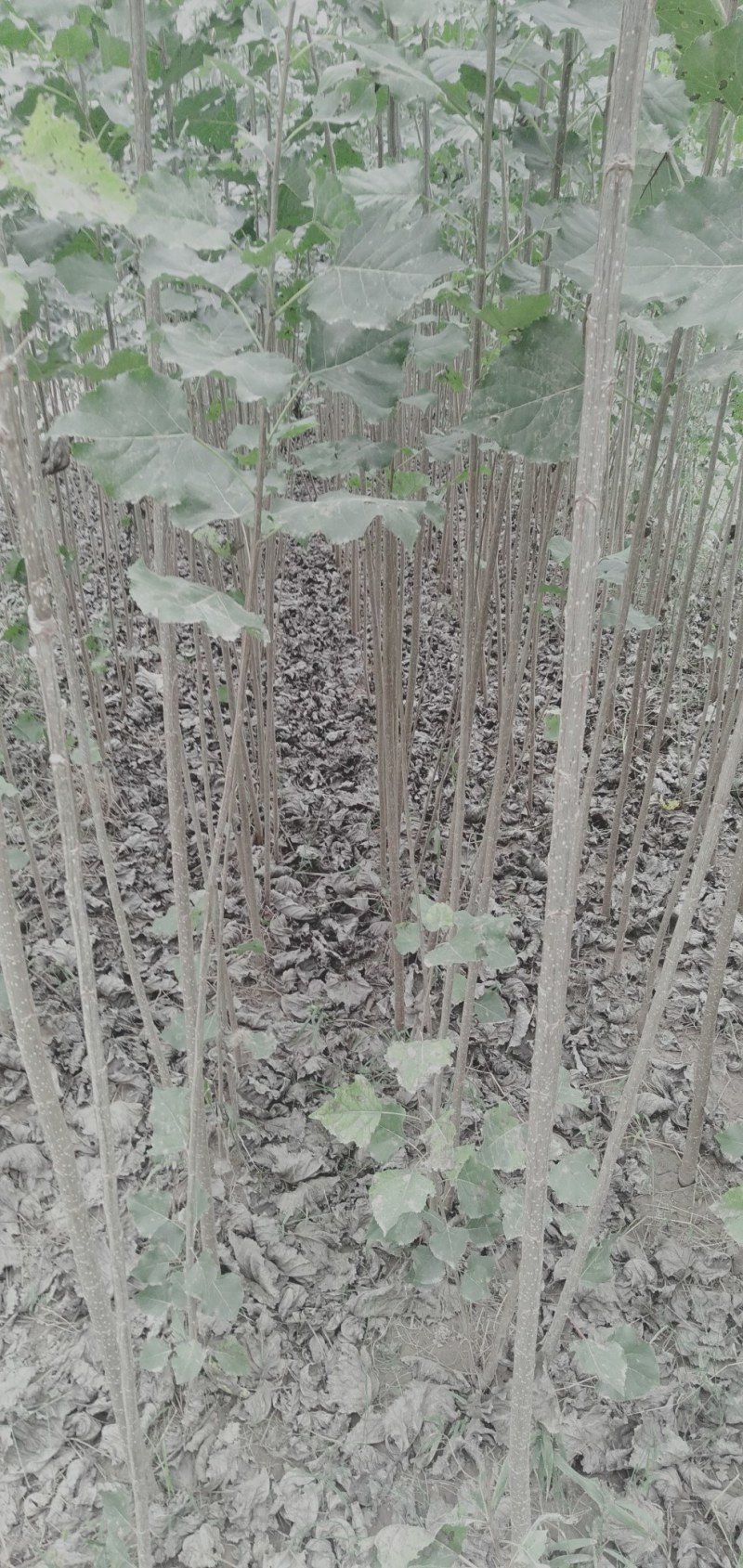 精品泡桐树苗批发基地2-6公分规格不等，价格不同。