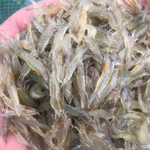 小草虾水产类各种花鲢，白鲢等等等等。