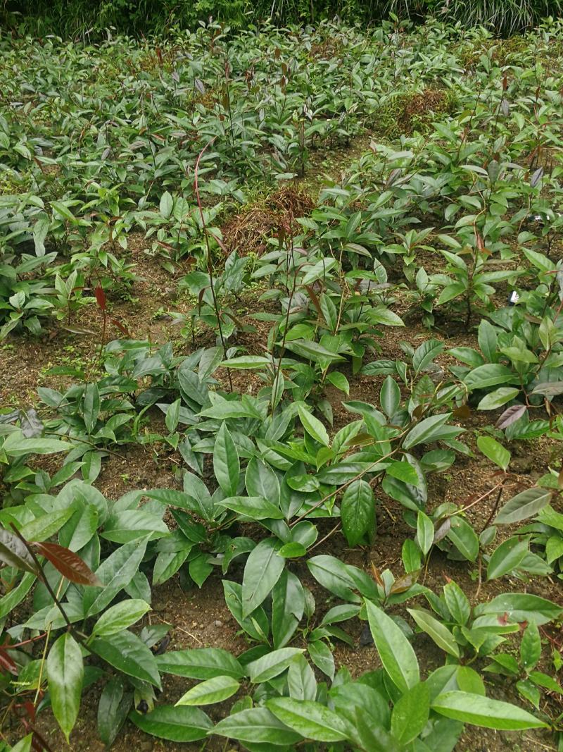 黑老虎布福娜果苗基地直发