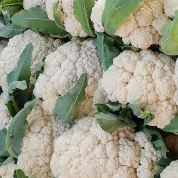花菜精品有机花菜，基地对接供货，货源充足，质量有保障，