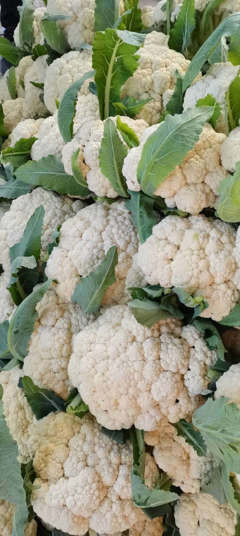 花菜精品有机花菜，基地对接供货，货源充足，质量有保障，