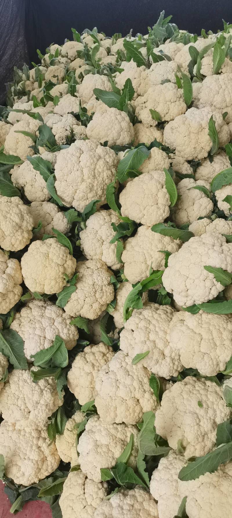 花菜精品有机花菜，基地对接供货，货源充足，质量有保障，