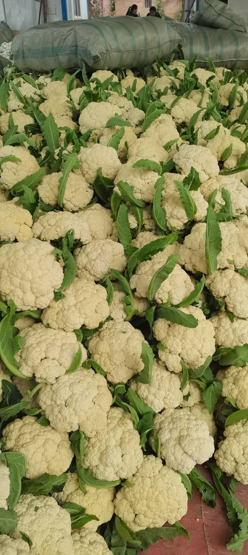 花菜精品有机花菜，基地对接供货，货源充足，质量有保障，