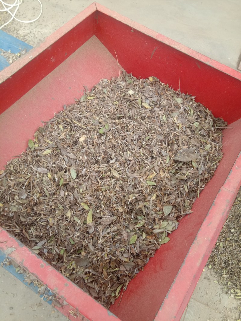 苍术种子，野生移栽北苍术，含量高香味浓。量大可以优惠