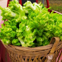 儿菜！儿菜！娃娃菜！娃娃菜！榨菜！榨菜上市了