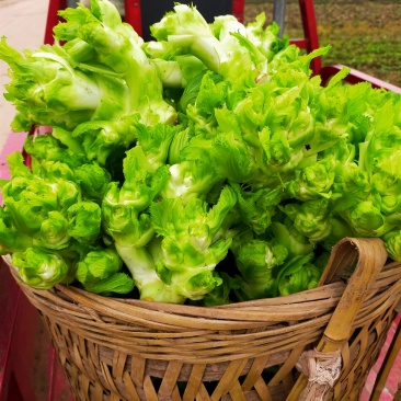 儿菜！儿菜！娃娃菜！娃娃菜！榨菜！榨菜上市了