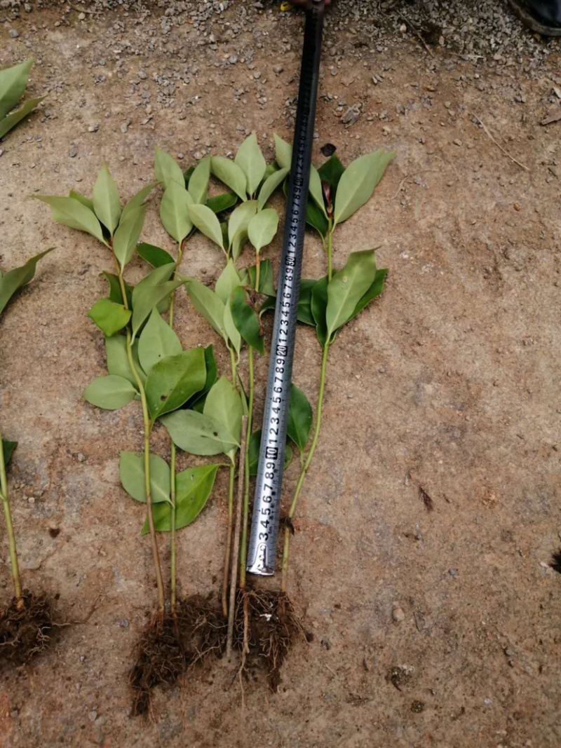 正宗古龙镇大红八角苗，裸根苗，高度在30至50公分