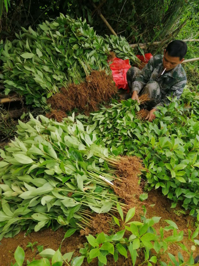 正宗古龙镇大红八角苗，裸根苗，高度在30至50公分