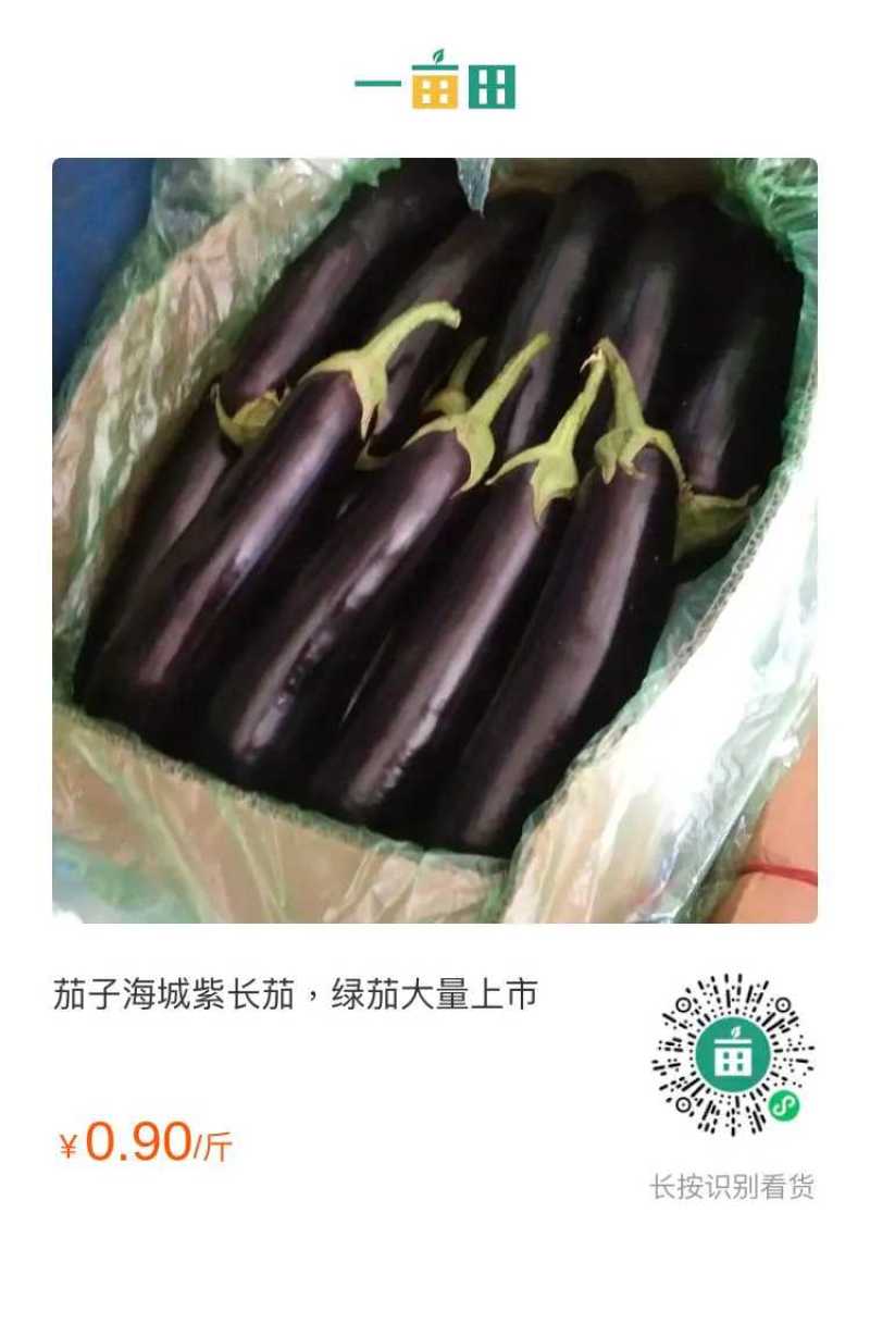 精品茄子紫长茄，青茄，黑茄
