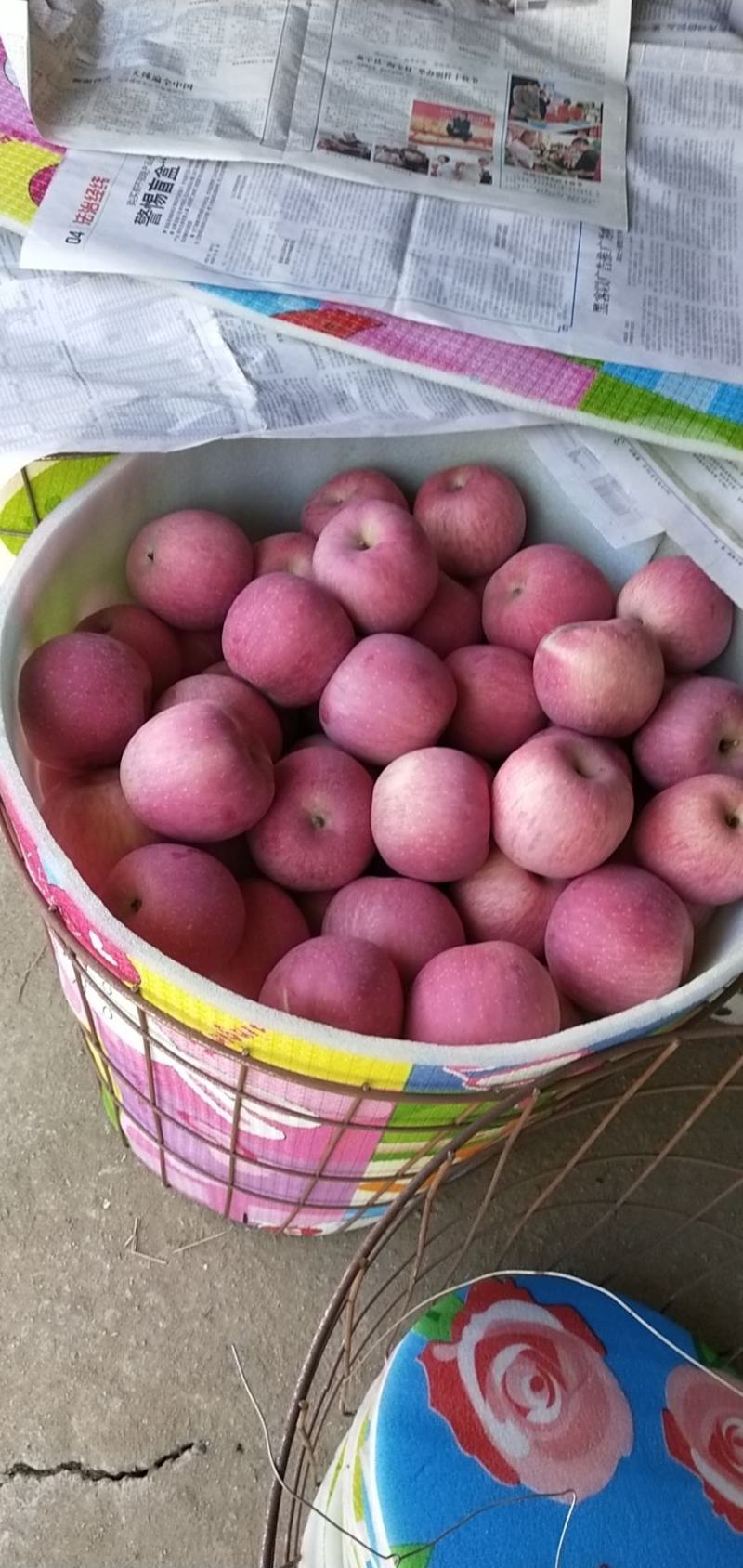 山地果，日照足，口感脆甜，耐运存，耐运输，