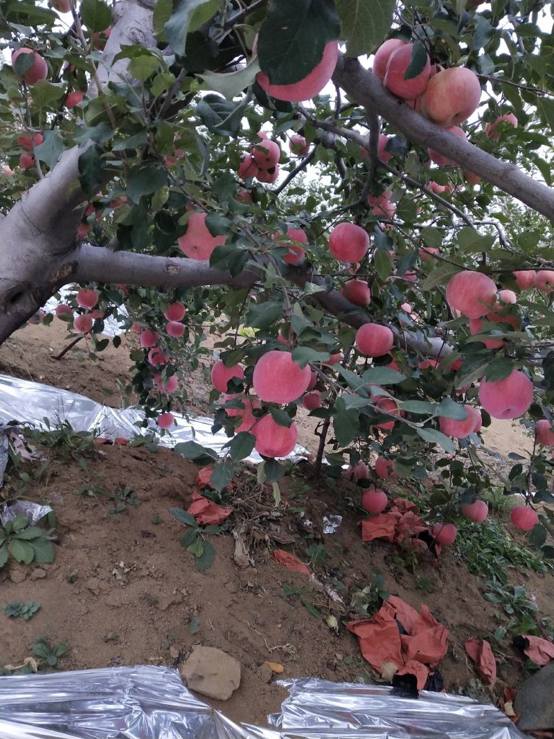 山地果，日照足，口感脆甜，耐运存，耐运输，