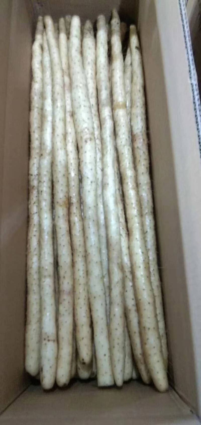 河北安平兴开合作社小白嘴白山药麻山药长期大量现货