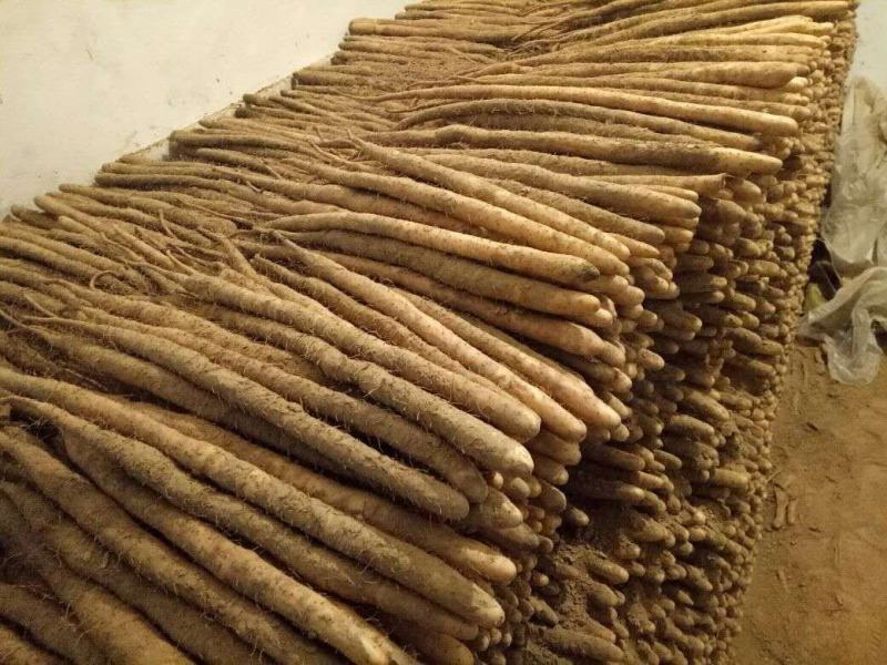 河北安平兴开合作社小白嘴白山药麻山药长期大量现货