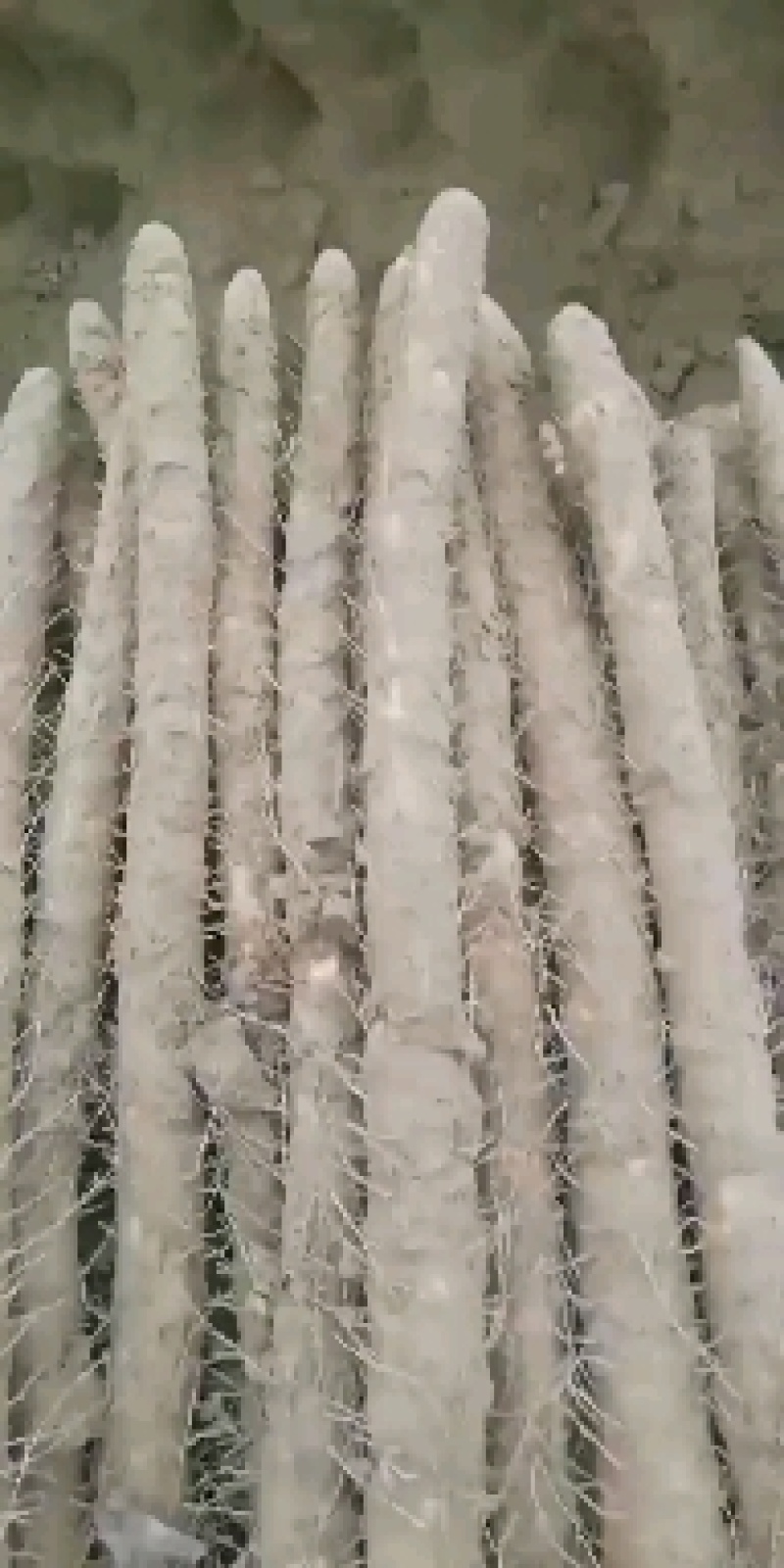 河北安平兴开合作社小白嘴白山药麻山药长期大量现货