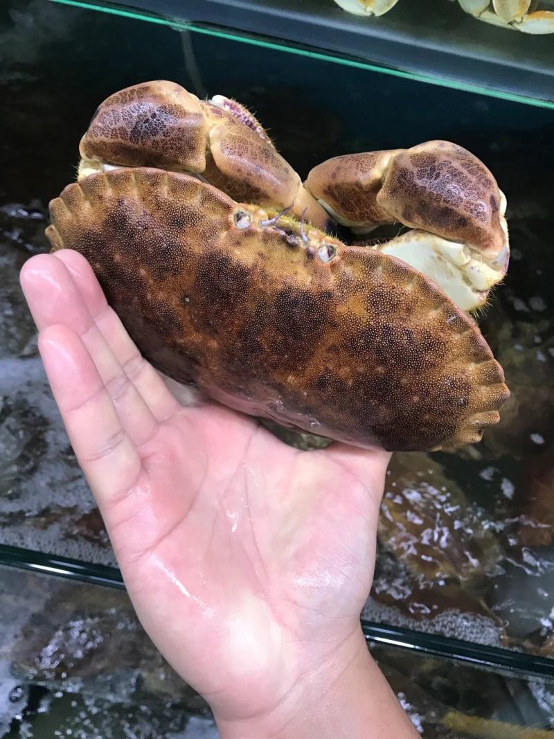 英国活鲜面包蟹物美价廉
