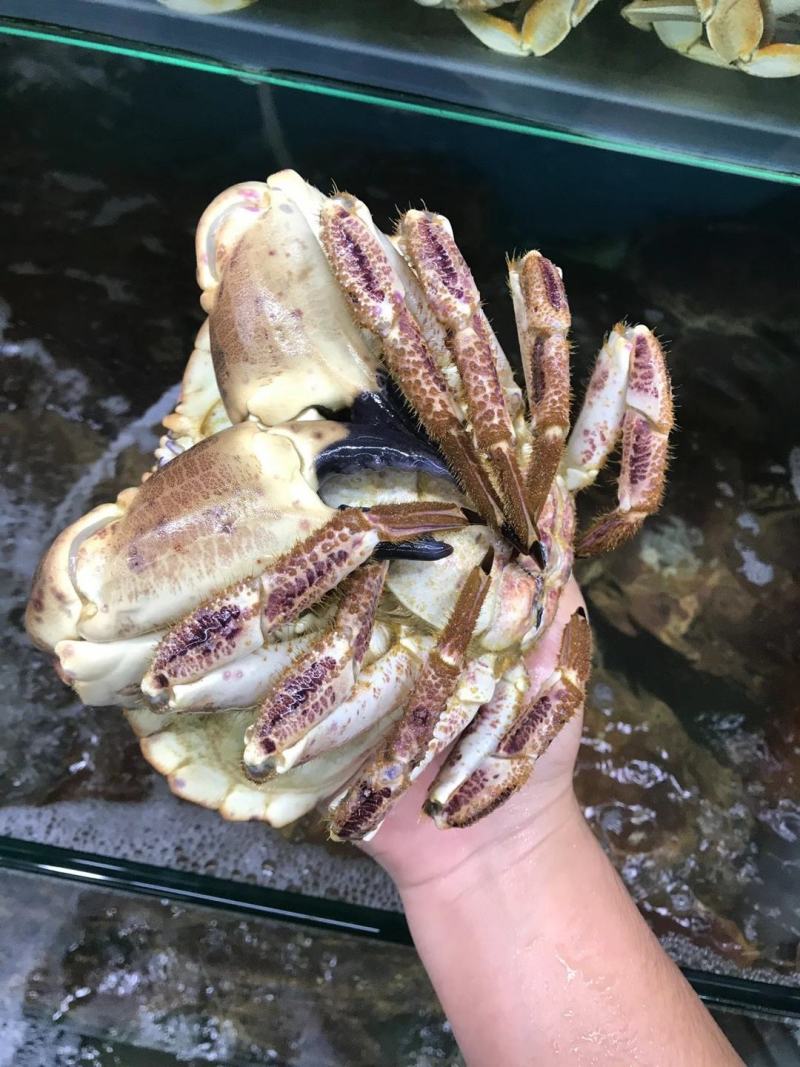 英国活鲜面包蟹物美价廉