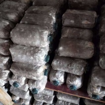 广西桂林盛源野生黑灵芝第一代菌种批发