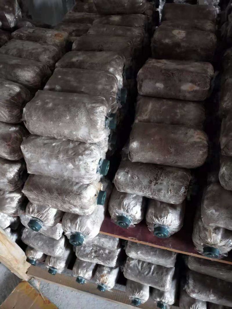 广西桂林盛源野生黑灵芝第一代菌种批发