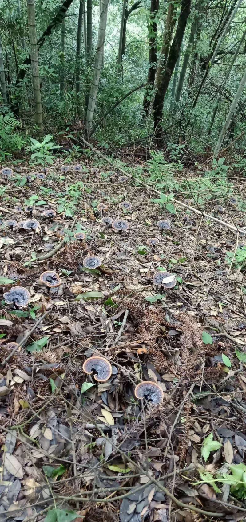 广西桂林盛源野生黑灵芝第一代菌种批发