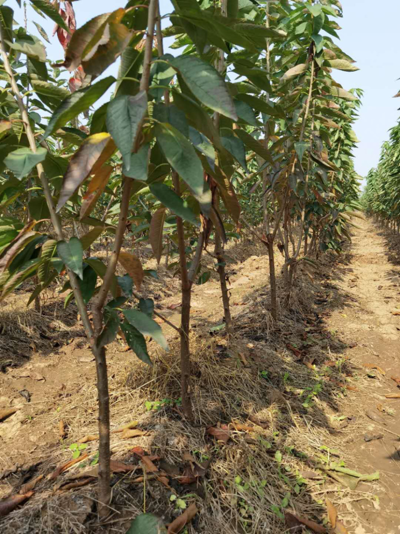 矮化樱桃苗美早樱桃苗齐早俄罗斯八号樱桃苗