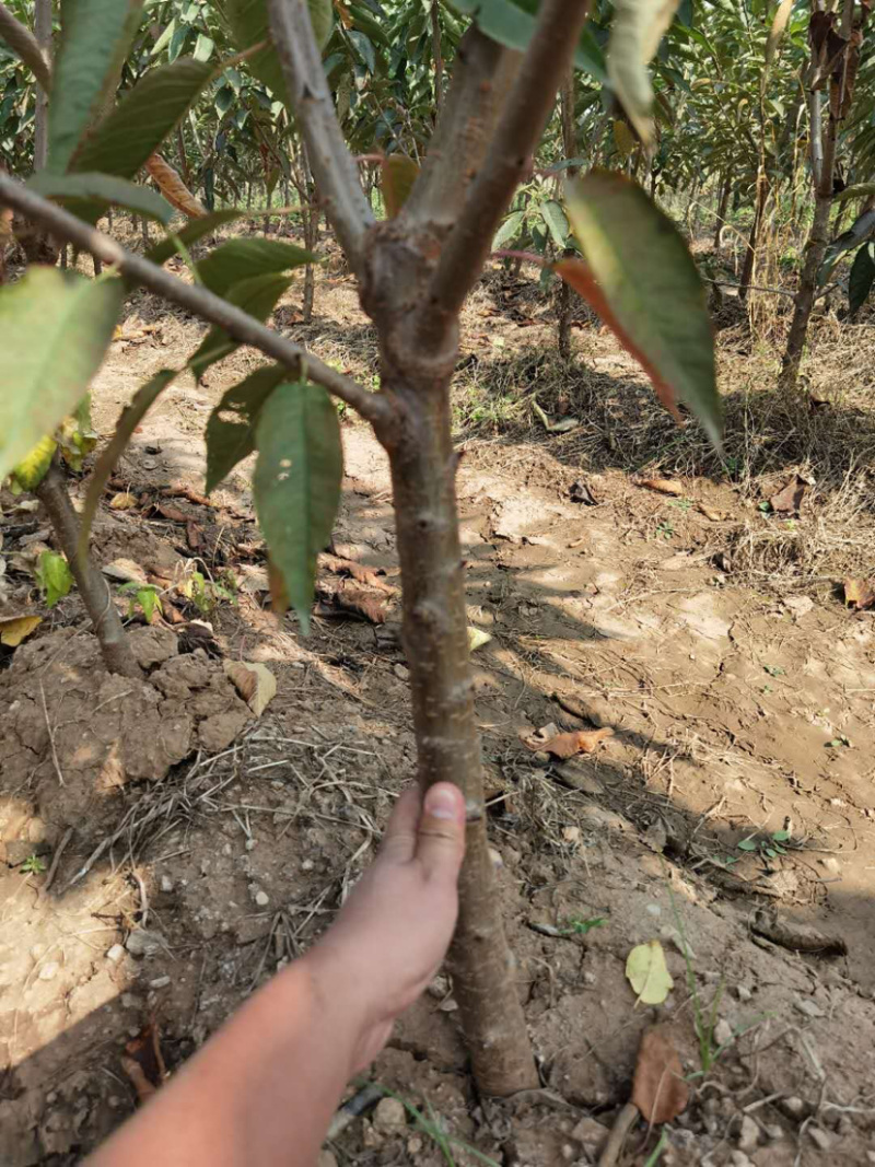 矮化樱桃苗美早樱桃苗齐早俄罗斯八号樱桃苗