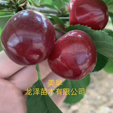 矮化樱桃苗美早樱桃苗齐早俄罗斯八号樱桃苗