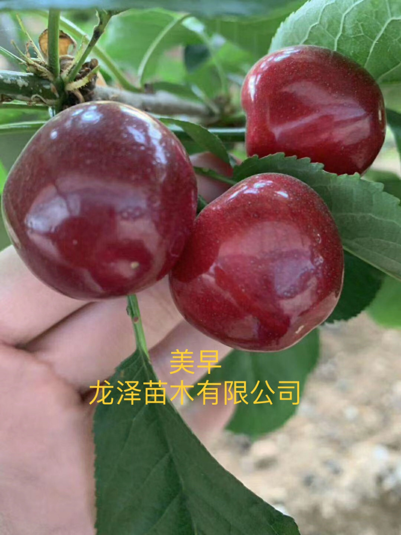 矮化樱桃苗美早樱桃苗齐早俄罗斯八号樱桃苗