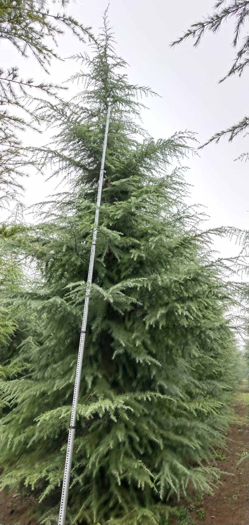 雪松，六到八米，树形优美，黄土地移栽定植，精品包装出售中