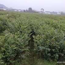 大量供应红榉小苗，数量300万