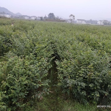 大量供应红榉小苗，数量300万