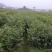 大量供应红榉小苗，数量300万