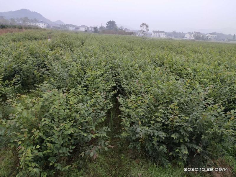 大量供应红榉小苗，数量300万