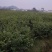 大量供应红榉小苗，数量300万