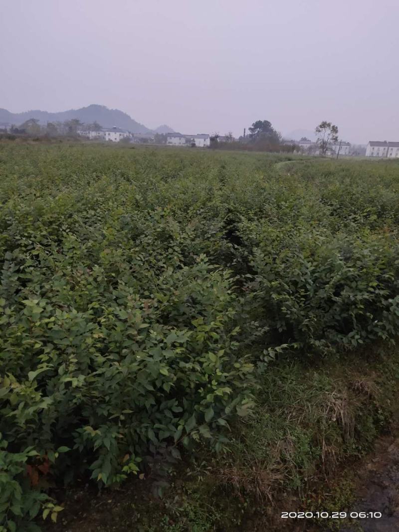 大量供应红榉小苗，数量300万