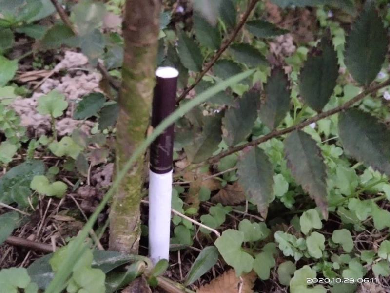 大量供应红榉小苗，数量300万