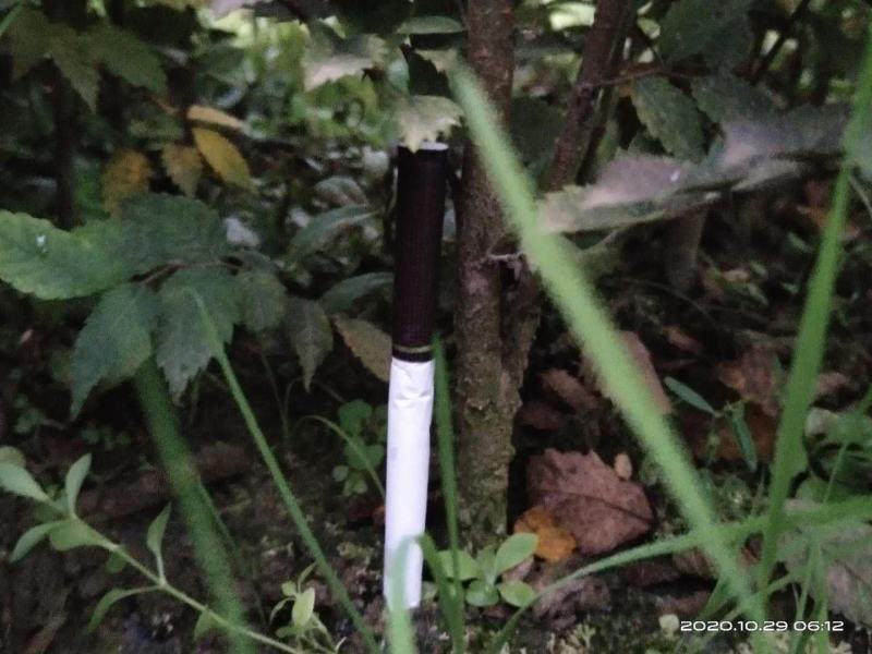 大量供应红榉小苗，数量300万