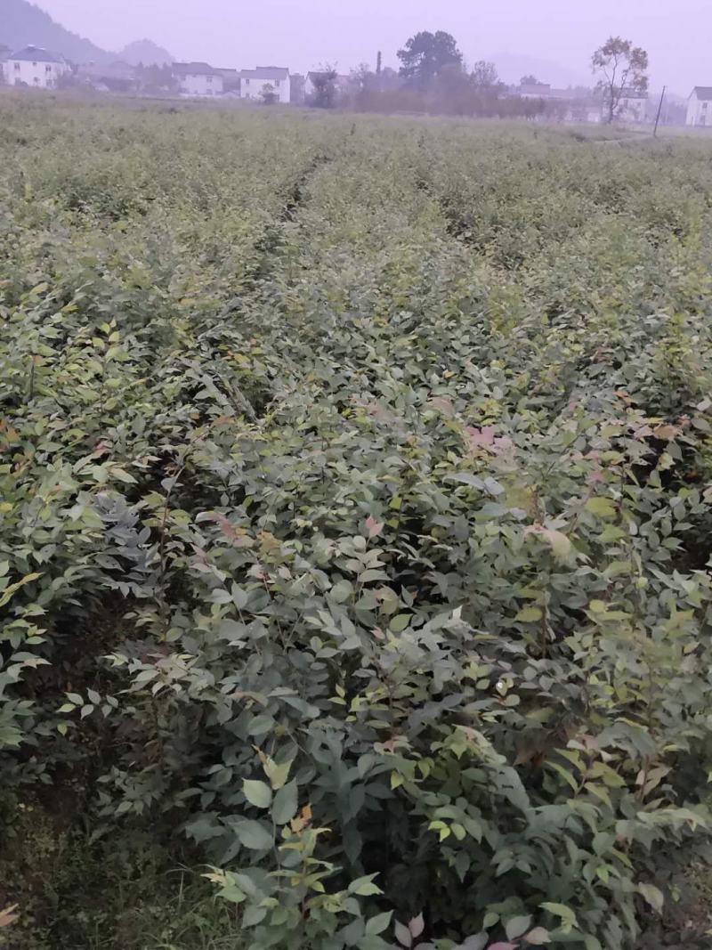 大量供应红榉小苗，数量300万