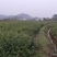 大量供应红榉小苗，数量300万