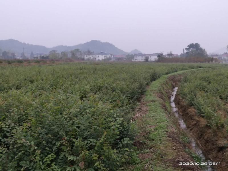 大量供应红榉小苗，数量300万