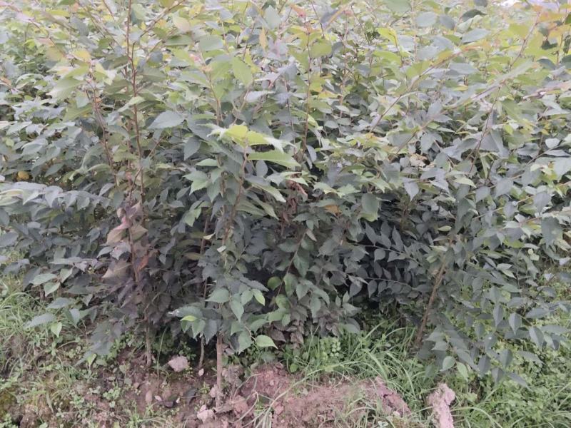 大量供应红榉小苗，数量300万