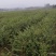 大量供应红榉小苗，数量300万