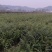 大量供应红榉小苗，数量300万
