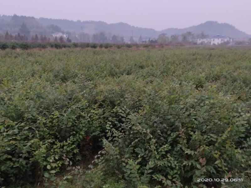 大量供应红榉小苗，数量300万
