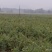 大量供应红榉小苗，数量300万
