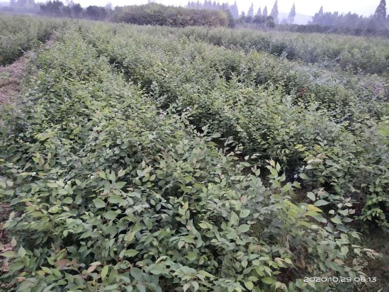 大量供应红榉小苗，数量300万