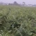 大量供应红榉小苗，数量300万