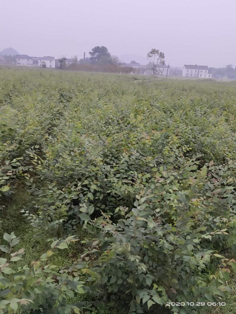 大量供应红榉小苗，数量300万