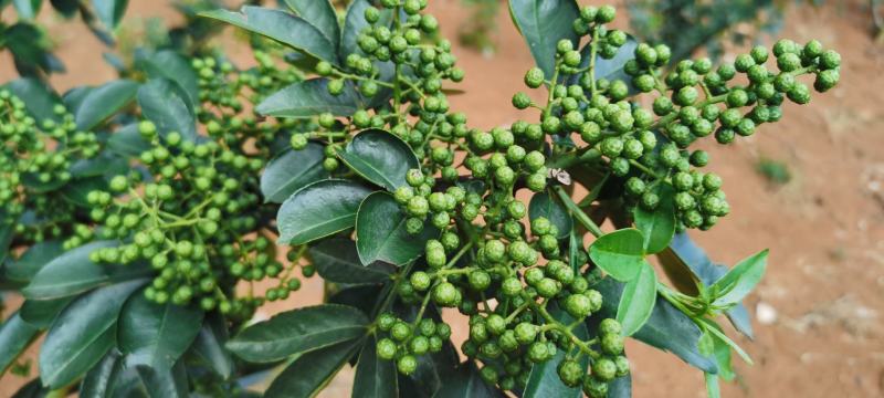 正宗江津县九叶青花椒苗木